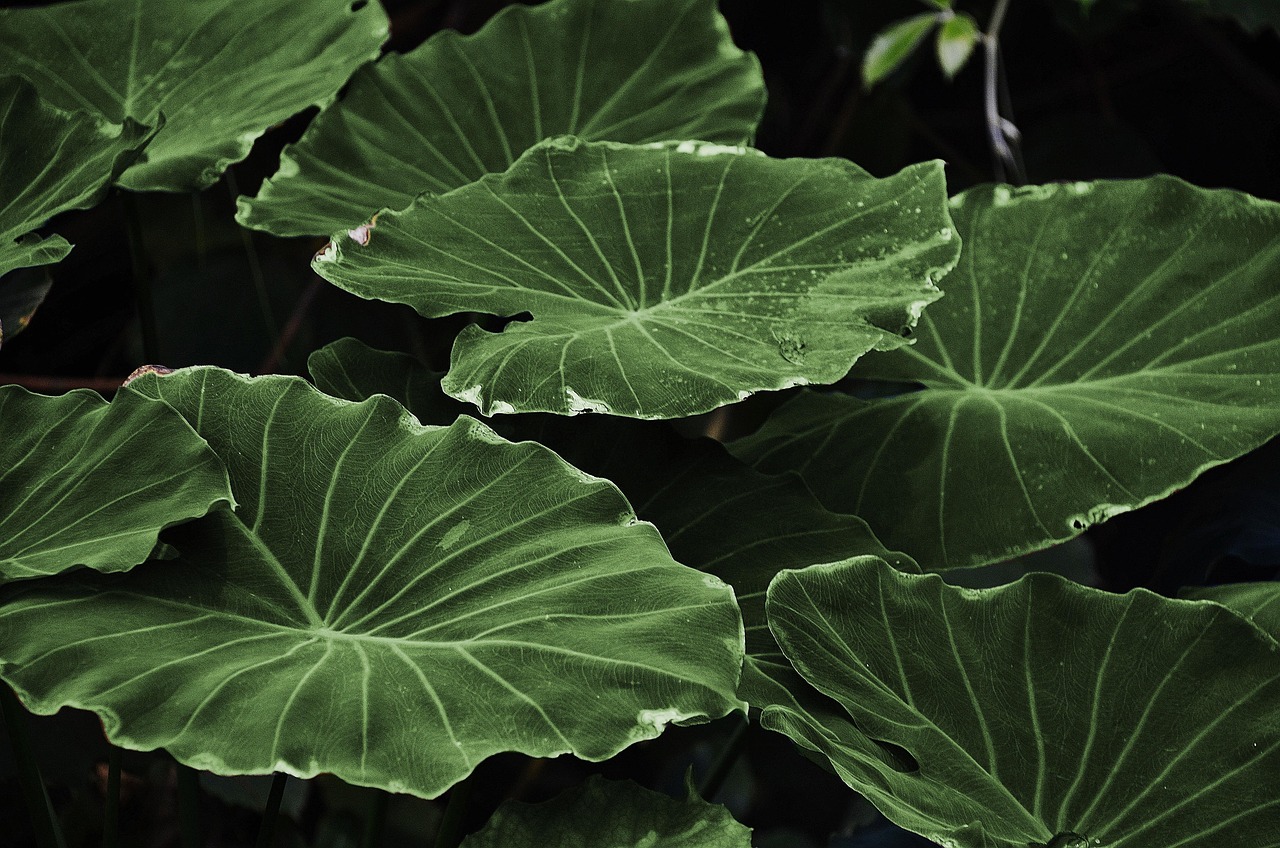 Étang terminé avec plantes aquatiques. Étang terminé avec plantes aquatiques.