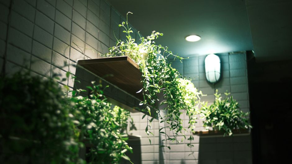 Galerie aérée ornée de plantes grimpantes épaisses. Galerie aérée ornée de plantes grimpantes épaisses.