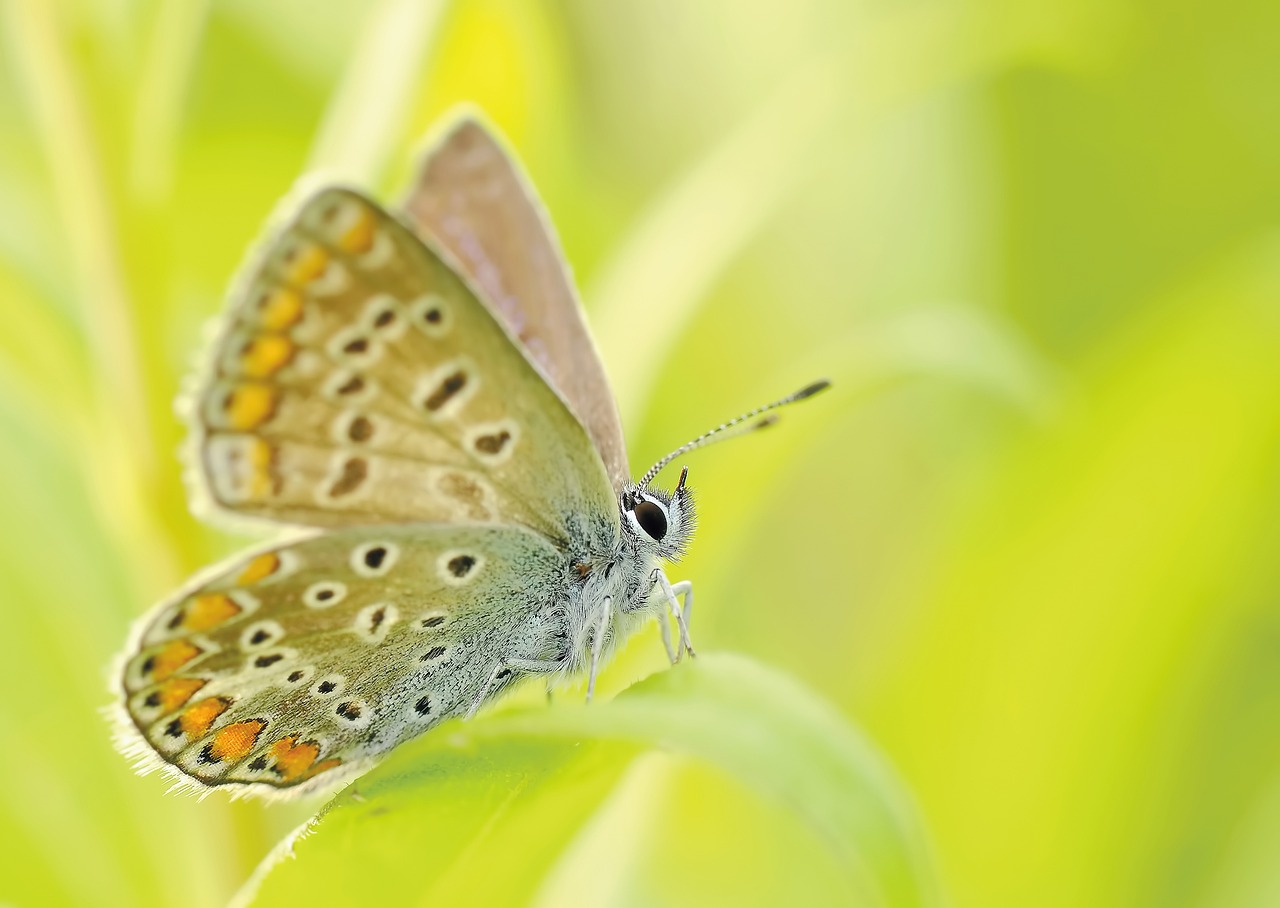 Hôtel à insectes attirant biodiversité et pollinisateurs.