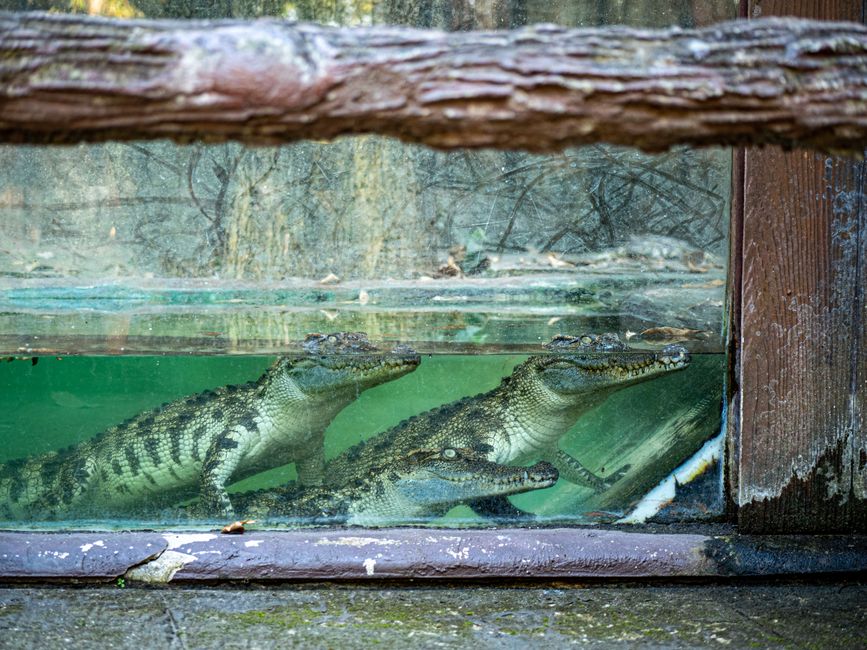 Peinture crocodile colorée contre mur blanc. Peinture crocodile colorée contre mur blanc.